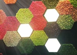 Akustische Wände des Natur-Moos-3d für Wand-Grünpflanze-Dekorations-Mehltau-Beweis