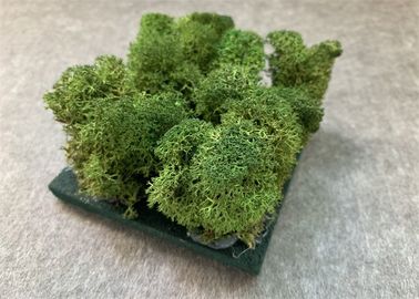 Akustische Wände des Natur-Moos-3d für Wand-Grünpflanze-Dekorations-Mehltau-Beweis